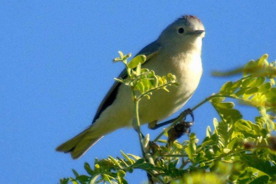 Agua Caliente Park, E of Tucson, AZ - Mar. 25, 2016